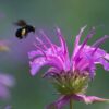 Live Flowering Bee Balm - Balmy Purple (2 Plants Per Pack), Pollinator - Attracts Butterflies, 10" Tall by 4" Wide in 1 Qt Pot - Image 7