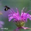 Live Flowering Bee Balm - Balmy Purple (2 Plants Per Pack), Pollinator - Attracts Butterflies, 10" Tall by 4" Wide in 1 Qt Pot - Image 8