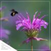 Live Flowering Bee Balm - Balmy Purple (2 Plants Per Pack), Pollinator - Attracts Butterflies, 10" Tall by 4" Wide in 1 Qt Pot - Image 9