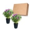Live Flowering Bee Balm - Balmy Purple (2 Plants Per Pack), Pollinator - Attracts Butterflies, 10" Tall by 4" Wide in 1 Qt Pot - Image 13