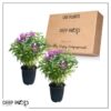 Live Flowering Bee Balm - Balmy Purple (2 Plants Per Pack), Pollinator - Attracts Butterflies, 10" Tall by 4" Wide in 1 Qt Pot - Image 14
