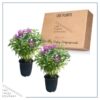 Live Flowering Bee Balm - Balmy Purple (2 Plants Per Pack), Pollinator - Attracts Butterflies, 10" Tall by 4" Wide in 1 Qt Pot - Image 15