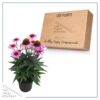 Live Coneflower - Pink - Beautiful Vibrant Perennial - Healthy Plant - 14" Tall by 6" Wide in 2.5 Qt Pot
