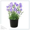 Live Campanula - Blue - Creeping/Trailing Perennial - Healthy Spring Plant - 10" Tall by 6" Wide in 2.5 Qt Pot