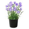Live Campanula - Blue - Creeping/Trailing Perennial - Healthy Spring Plant - 10" Tall by 6" Wide in 2.5 Qt Pot - Image 2