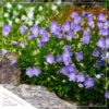 Live Campanula - Blue - Creeping/Trailing Perennial - Healthy Spring Plant - 10" Tall by 6" Wide in 2.5 Qt Pot - Image 3