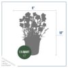 Live Campanula - Blue - Creeping/Trailing Perennial - Healthy Spring Plant - 10" Tall by 6" Wide in 2.5 Qt Pot - Image 4
