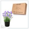 Live Campanula - Blue - Creeping/Trailing Perennial - Healthy Spring Plant - 10" Tall by 6" Wide in 2.5 Qt Pot - Image 5