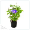 Live Clematis - Shades of Purple - Beautiful Trailing Perennial - Healthy Spring Plant - 10" Tall by 6" Wide in 2.5 Qt Pot