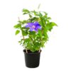 Live Clematis - Shades of Purple - Beautiful Trailing Perennial - Healthy Spring Plant - 10" Tall by 6" Wide in 2.5 Qt Pot - Image 2