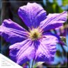 Live Clematis - Shades of Purple - Beautiful Trailing Perennial - Healthy Spring Plant - 10" Tall by 6" Wide in 2.5 Qt Pot - Image 3