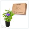 Live Clematis - Shades of Purple - Beautiful Trailing Perennial - Healthy Spring Plant - 10" Tall by 6" Wide in 2.5 Qt Pot - Image 5