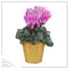 Live Flowering Cyclamen - Shades of Pink - Long Lasting Indoor Blooms - Beautiful Deco Cover - 12" Tall by 6" Wide in 1 Qt Pot - Image 2