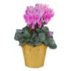 Live Flowering Cyclamen - Shades of Pink - Long Lasting Indoor Blooms - Beautiful Deco Cover - 12" Tall by 6" Wide in 1 Qt Pot