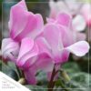 Live Flowering Cyclamen - Shades of Pink - Long Lasting Indoor Blooms - Beautiful Deco Cover - 12" Tall by 6" Wide in 1 Qt Pot - Image 5