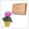 Live Flowering Cyclamen - Shades of Pink - Long Lasting Indoor Blooms - Beautiful Deco Cover - 12" Tall by 6" Wide in 1 Qt Pot - Image 3