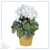 Live Flowering Cyclamen - Shades of White - Long Lasting Indoor Blooms - Beautiful Deco Cover - 12" Tall by 6" Wide in 1 Qt Pot - Image 2