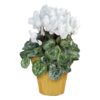 Live Flowering Cyclamen - Shades of White - Long Lasting Indoor Blooms - Beautiful Deco Cover - 12" Tall by 6" Wide in 1 Qt Pot