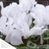 Live Flowering Cyclamen - Shades of White - Long Lasting Indoor Blooms - Beautiful Deco Cover - 12" Tall by 6" Wide in 1 Qt Pot - Image 3
