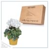 Live Flowering Cyclamen - Shades of White - Long Lasting Indoor Blooms - Beautiful Deco Cover - 12" Tall by 6" Wide in 1 Qt Pot - Image 5