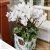Live Flowering Cyclamen - Shades of White - Long Lasting Indoor Blooms - Beautiful Deco Cover - 12" Tall by 6" Wide in 1 Qt Pot - Image 6