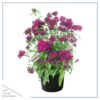 Live Dianthus - Red - Fragrant Mounding Perennial - Healthy Spring Plant - 12" Tall by 6" Wide in 2.5 Qt Pot