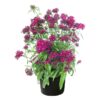 Live Dianthus - Red - Fragrant Mounding Perennial - Healthy Spring Plant - 12" Tall by 6" Wide in 2.5 Qt Pot - Image 2