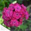 Live Dianthus - Red - Fragrant Mounding Perennial - Healthy Spring Plant - 12" Tall by 6" Wide in 2.5 Qt Pot - Image 3