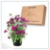 Live Dianthus - Red - Fragrant Mounding Perennial - Healthy Spring Plant - 12" Tall by 6" Wide in 2.5 Qt Pot - Image 5