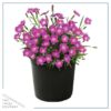 Live Dianthus - Kahori Pink - Fragrant Mounding Perennial - Healthy Spring Plant - 12" Tall by 6" Wide in 2.5 Qt Pot - Image 2