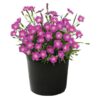 Live Dianthus - Kahori Pink - Fragrant Mounding Perennial - Healthy Spring Plant - 12" Tall by 6" Wide in 2.5 Qt Pot