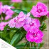 Live Dianthus - Kahori Pink - Fragrant Mounding Perennial - Healthy Spring Plant - 12" Tall by 6" Wide in 2.5 Qt Pot - Image 3
