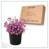 Live Dianthus - Kahori Pink - Fragrant Mounding Perennial - Healthy Spring Plant - 12" Tall by 6" Wide in 2.5 Qt Pot - Image 5