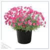 Live Dianthus - Paint The Town Magenta - Fragrant Mounding Perennial - Healthy Spring Plant - 12" Tall by 6" Wide in 2.5 Qt Pot
