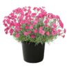 Live Dianthus - Paint The Town Magenta - Fragrant Mounding Perennial - Healthy Spring Plant - 12" Tall by 6" Wide in 2.5 Qt Pot - Image 2