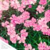 Live Dianthus - Paint The Town Magenta - Fragrant Mounding Perennial - Healthy Spring Plant - 12" Tall by 6" Wide in 2.5 Qt Pot - Image 3