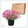 Live Dianthus - Paint The Town Magenta - Fragrant Mounding Perennial - Healthy Spring Plant - 12" Tall by 6" Wide in 2.5 Qt Pot - Image 5