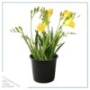 Live Freesia - Yellow - Beautiful Upright Perennial - Healthy Spring Plant - 12" Tall by 6" Wide in 2.5 Qt Pot