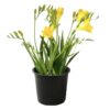 Live Freesia - Yellow - Beautiful Upright Perennial - Healthy Spring Plant - 12" Tall by 6" Wide in 2.5 Qt Pot - Image 2