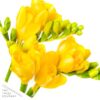 Live Freesia - Yellow - Beautiful Upright Perennial - Healthy Spring Plant - 12" Tall by 6" Wide in 2.5 Qt Pot - Image 3