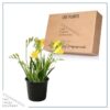 Live Freesia - Yellow - Beautiful Upright Perennial - Healthy Spring Plant - 12" Tall by 6" Wide in 2.5 Qt Pot - Image 5