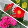 Live Gerbera Daisies - Assorted Colors (2 Plants Per Pack) - Beautiful Spring Flowers - 12" Tall by 5" Wide in 1 Qt Pot - Image 7