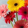 Live Gerbera Daisies - Assorted Colors (2 Plants Per Pack) - Beautiful Spring Flowers - 12" Tall by 5" Wide in 1 Qt Pot - Image 11