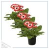 Live Gerbera Daisies - Bicolor Red/White (3 Plants Per Pack) - Beautiful Spring Flowers - 12"Tall by 5" Wide in 1 Qt Pot