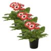 Live Gerbera Daisies - Bicolor Red/White (3 Plants Per Pack) - Beautiful Spring Flowers - 12"Tall by 5" Wide in 1 Qt Pot - Image 2