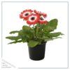 Live Gerbera Daisies - Bicolor Red/White (3 Plants Per Pack) - Beautiful Spring Flowers - 12"Tall by 5" Wide in 1 Qt Pot - Image 3