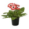 Live Gerbera Daisies - Bicolor Red/White (3 Plants Per Pack) - Beautiful Spring Flowers - 12"Tall by 5" Wide in 1 Qt Pot - Image 4