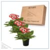 Live Gerbera Daisies - Bicolor Red/White (3 Plants Per Pack) - Beautiful Spring Flowers - 12"Tall by 5" Wide in 1 Qt Pot - Image 6