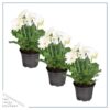 Live Flowering Gerbera Daisies - White (3 Plants/Pack) - Beautiful Spring Flowers - 12" Tall by 5" Wide in 1 Qt Pot