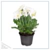 Live Flowering Gerbera Daisies - White (3 Plants/Pack) - Beautiful Spring Flowers - 12" Tall by 5" Wide in 1 Qt Pot - Image 2